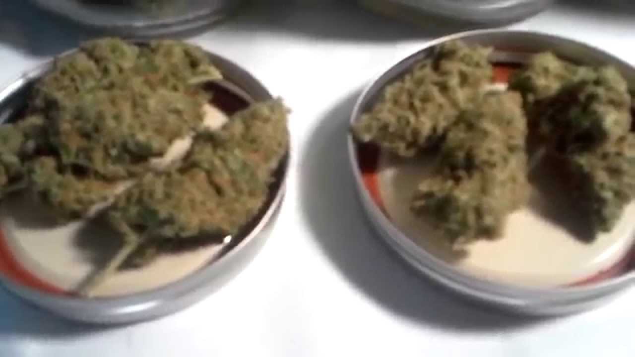 6212Garden Update- Blurry Nug Shots and More!!!