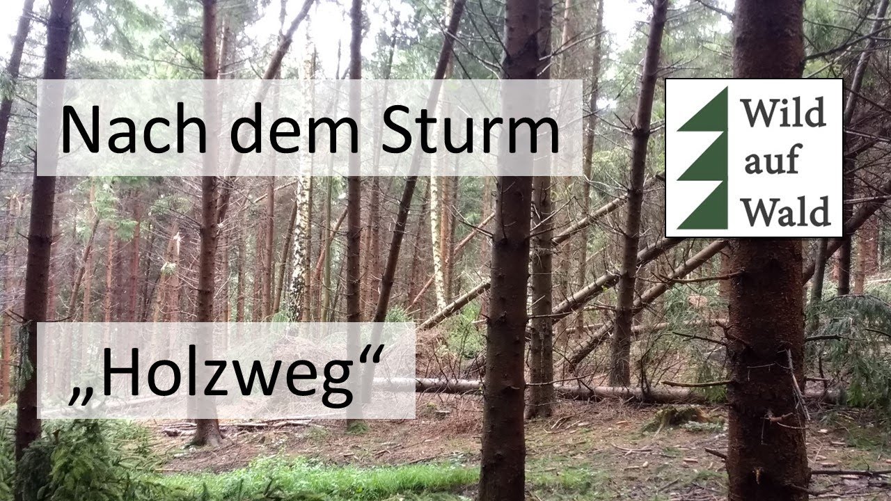 🌲2 Irrt&uuml;mer der Waldbewirtschaftung! #wildaufwald