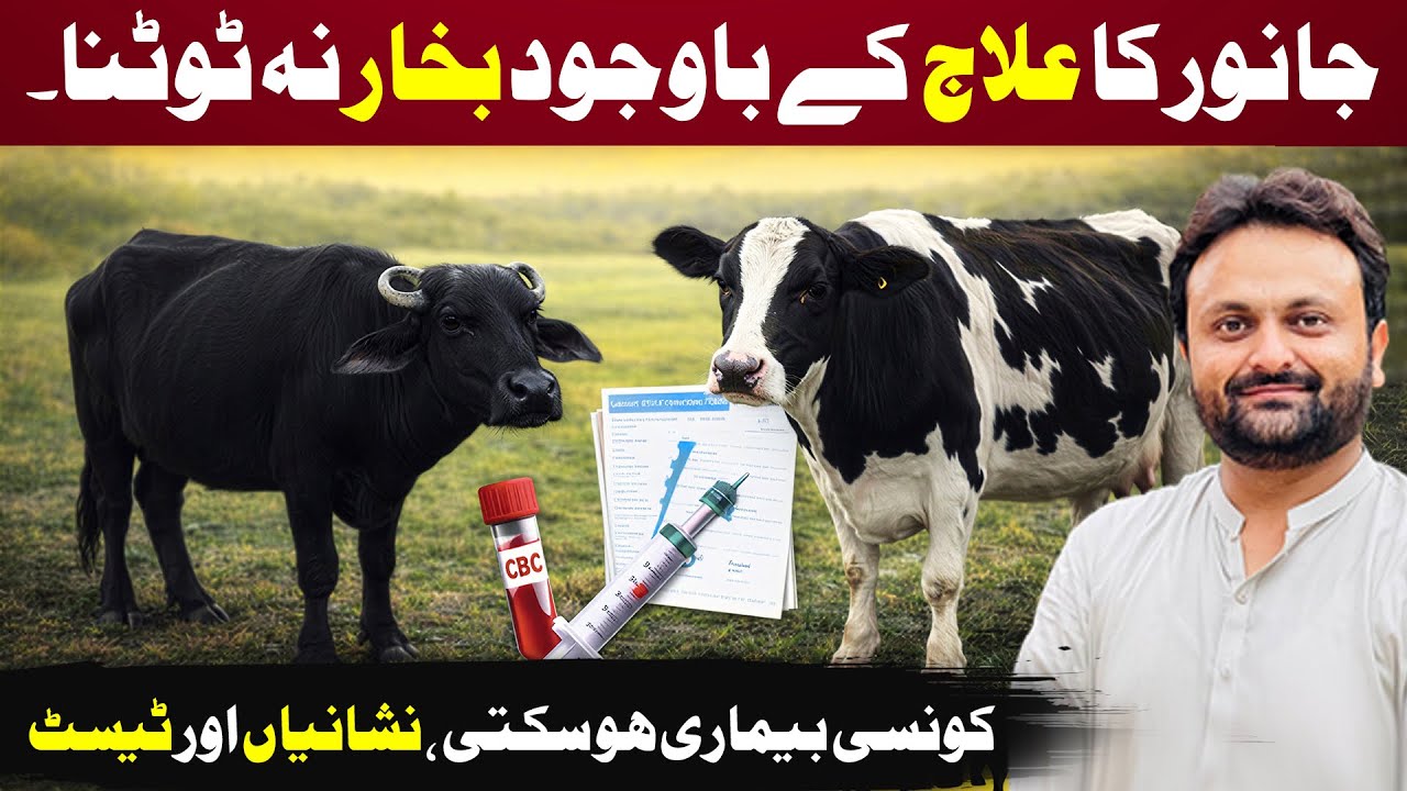 Janwero ka bukhar na totna | Blood parasite problem in animals | Anaplasmosis/ Thaleria/ Babesiosis