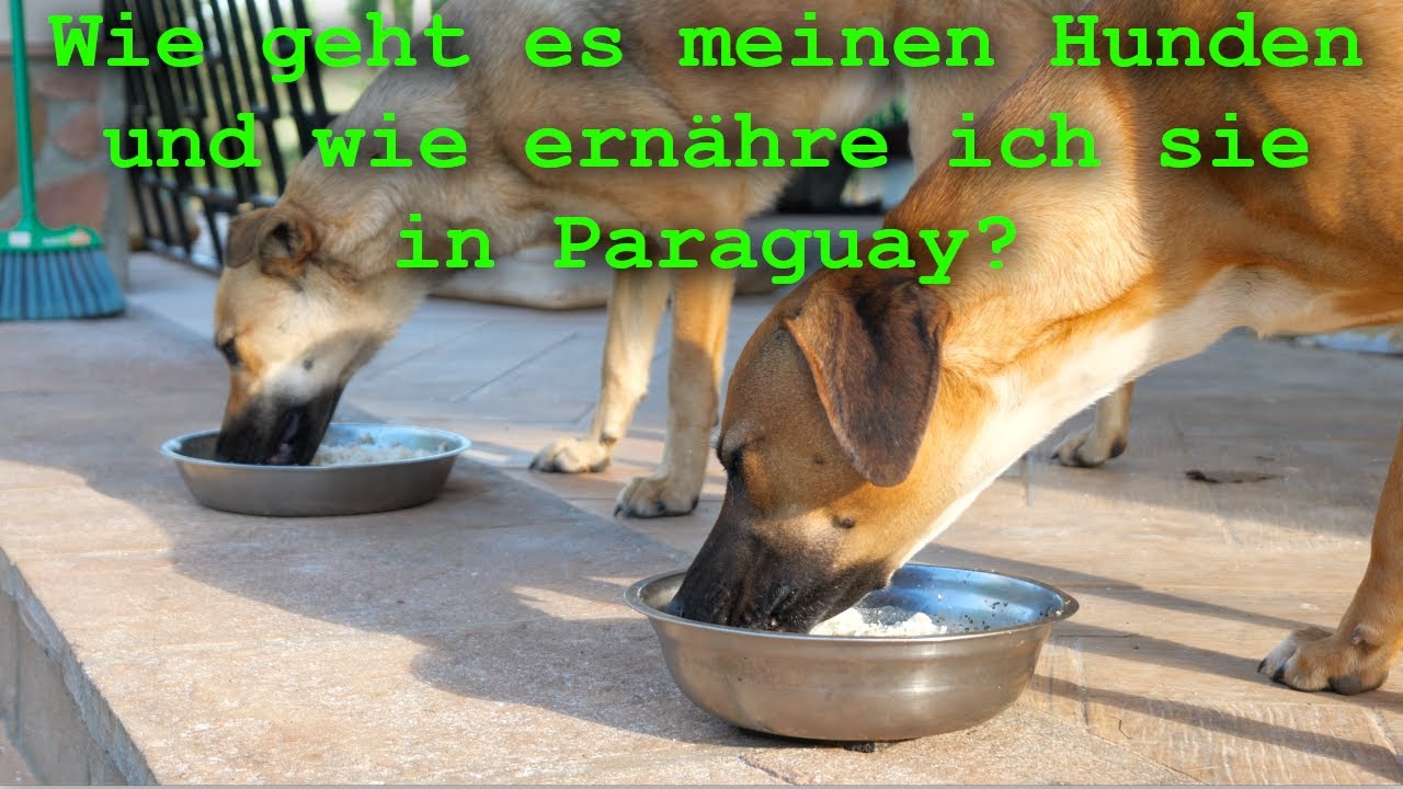Wie geht es meinen Hunden und wie füttere ich sie?