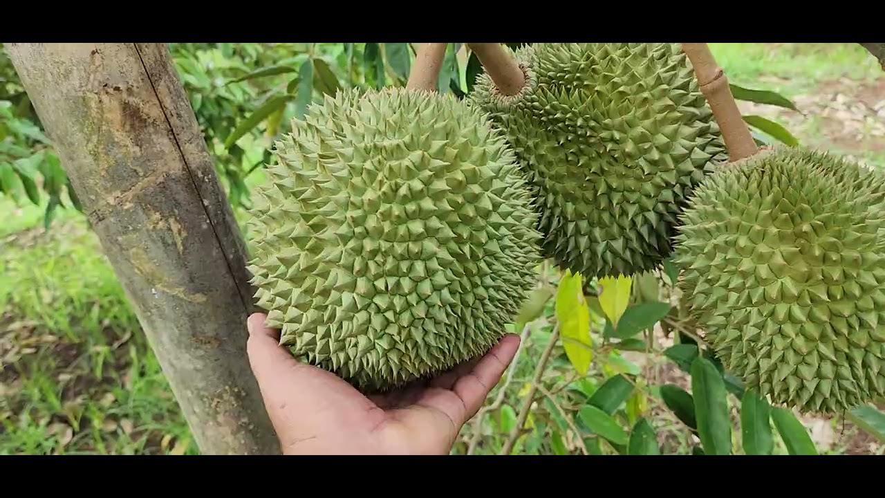 UPDATE KEBUN SAYA YANG AKAN DIJUAL.