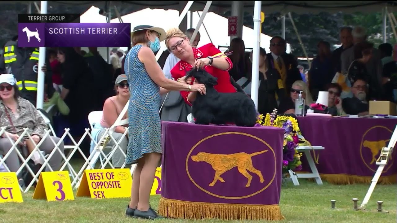 Scottish Terriers | Breed Judging 2022