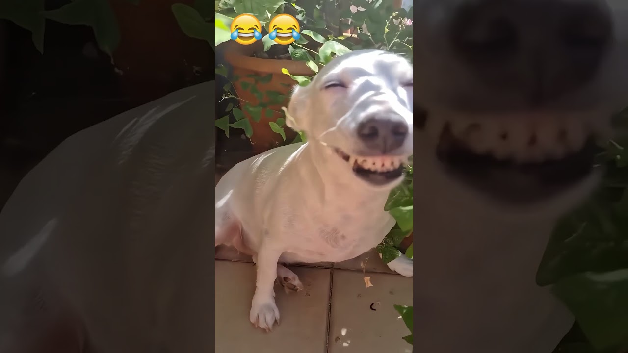 Die besten Fails der Woche funny 😭😂 2026 February #funny