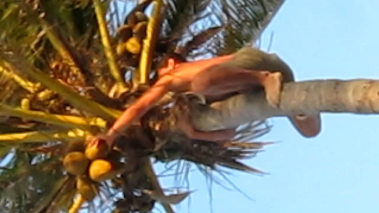 Georg Harth holt die Cocos-Nuss  runter hahaha