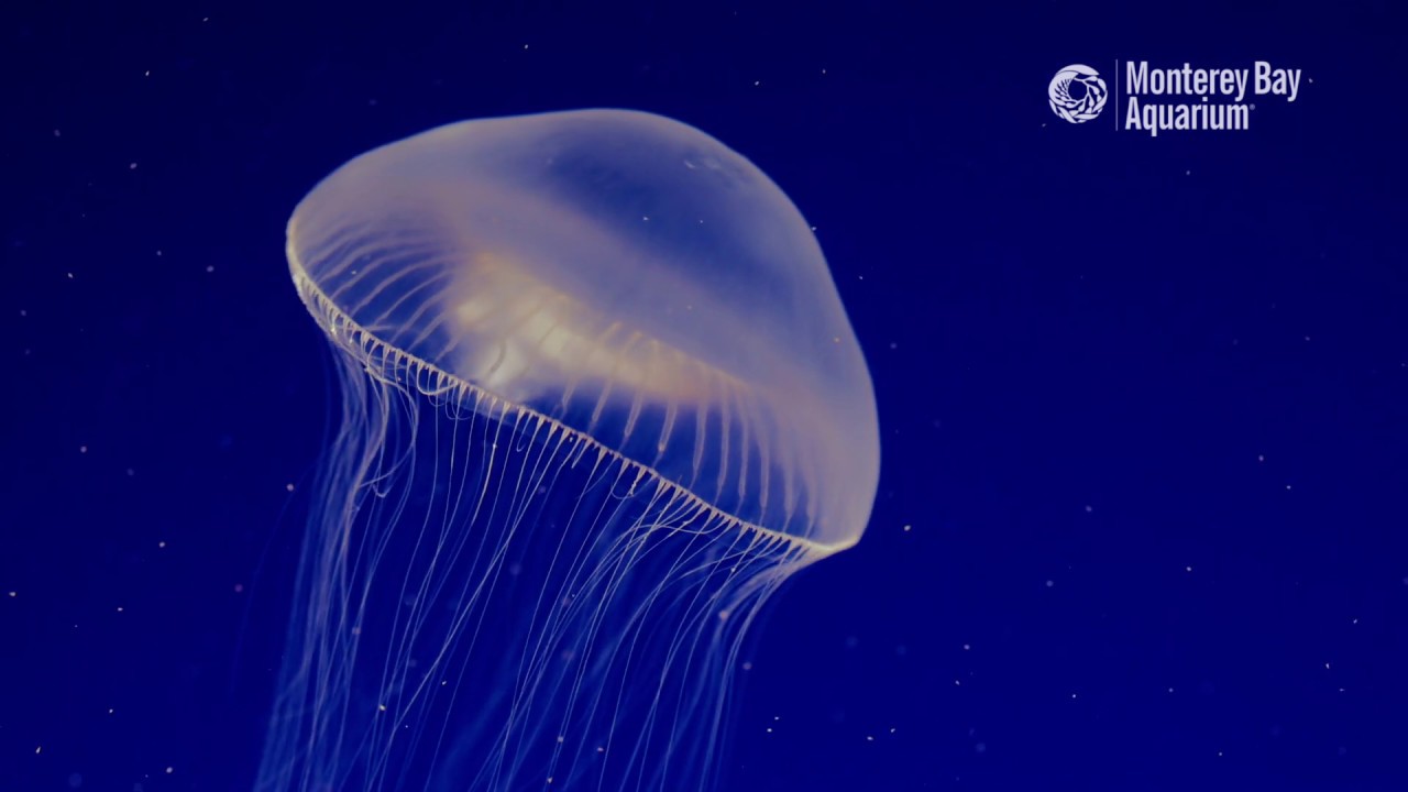 Crystal Jellyfish Are Clearly Awesome!