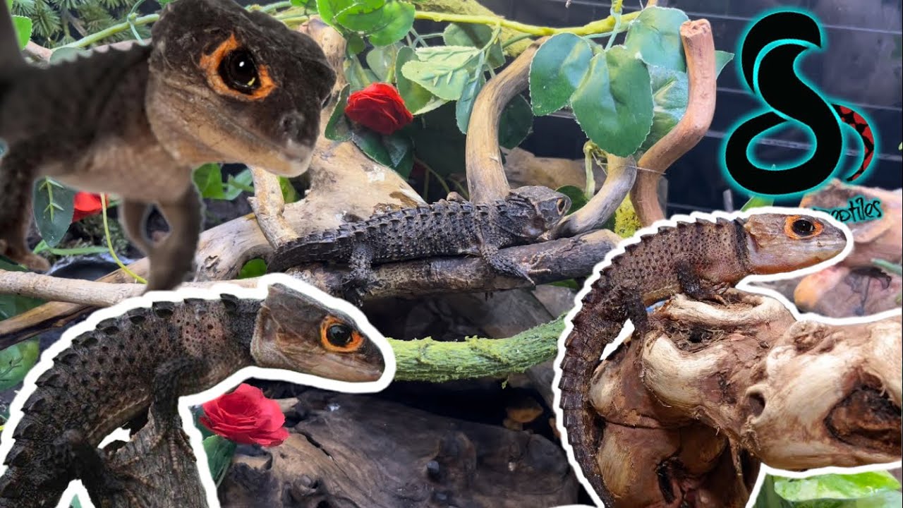 Red Eyed Crocodile Skink = จิ้งเหลนจรเข้ตาแดง(มาทำความรู้จักกัน)