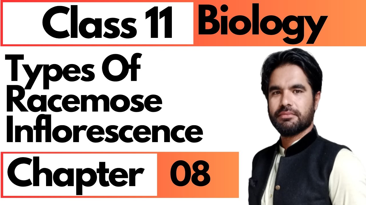 Types of racemose inflorescence || Class 11 biology chap 8 diversity among plants in pashto