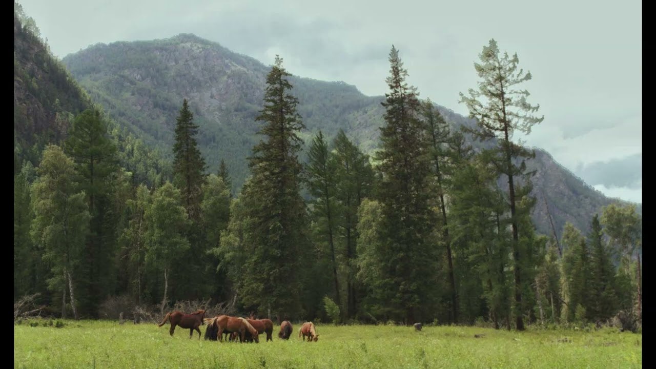 free indie folk + acoustic guitar + bon iver type beat - meadows