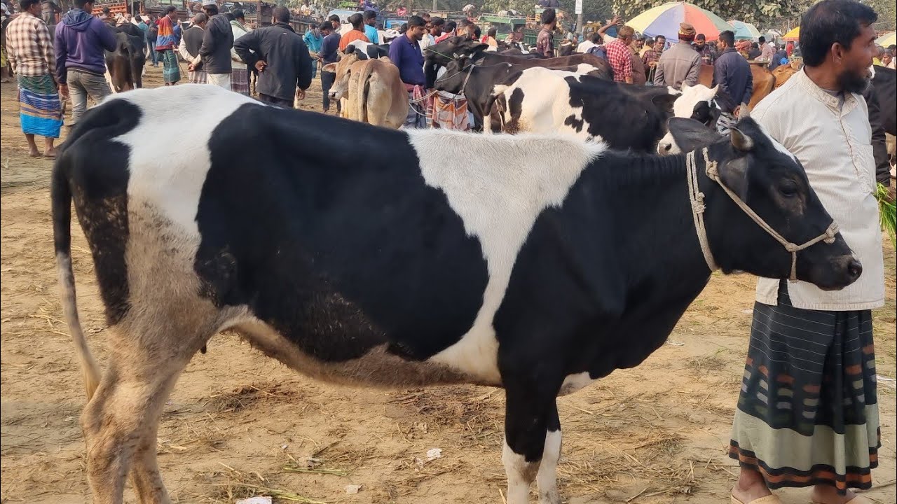 @আজ ১৯ জানুয়ারি ২৬ | মোটাতাজার উপযোগী শুকনো গাভী এবং বকনা গরুর দাম | রানীগঞ্জ হাট | দিনাজপুর 
