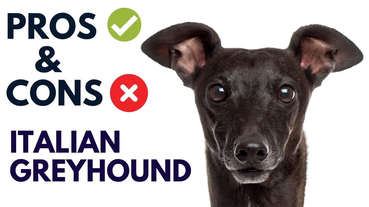 Italian Greyhound Breed Pros and Cons | Italian Greyhound Advantages and Disadvantages