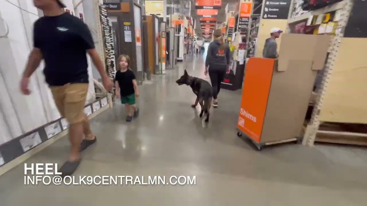 GERMAN SHEPHERD 