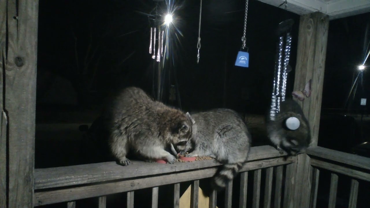 All along the watchtower #raccoondynasty #livecrittercam 