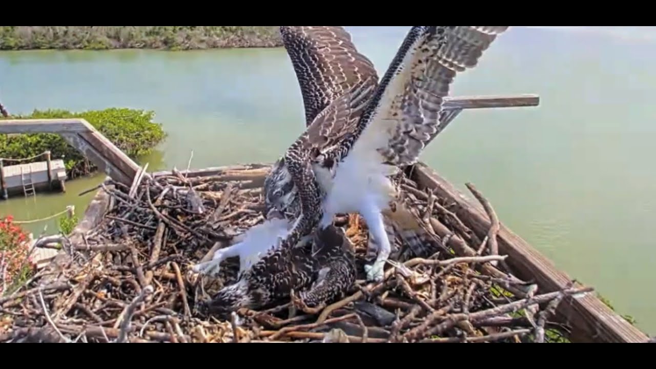 6/27/24 Captiva Ospreys:  Darling returns to the nest after fledging, but is not welcomed home.