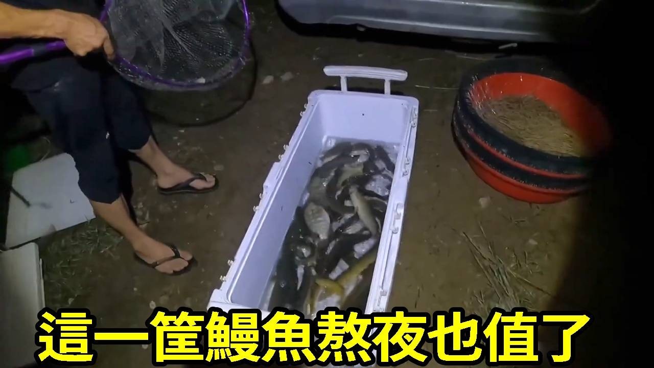 深夜海釣只為鰻魚，別人夜裡睡覺，阿敏夜裡數錢！這一筐鰻魚值了！【莆農阿敏】