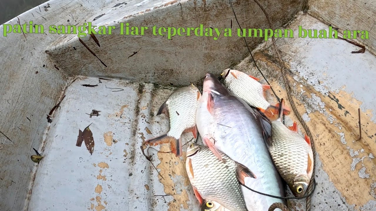 Rezeki patin sangkar liar teperdaya umpan buah ara 