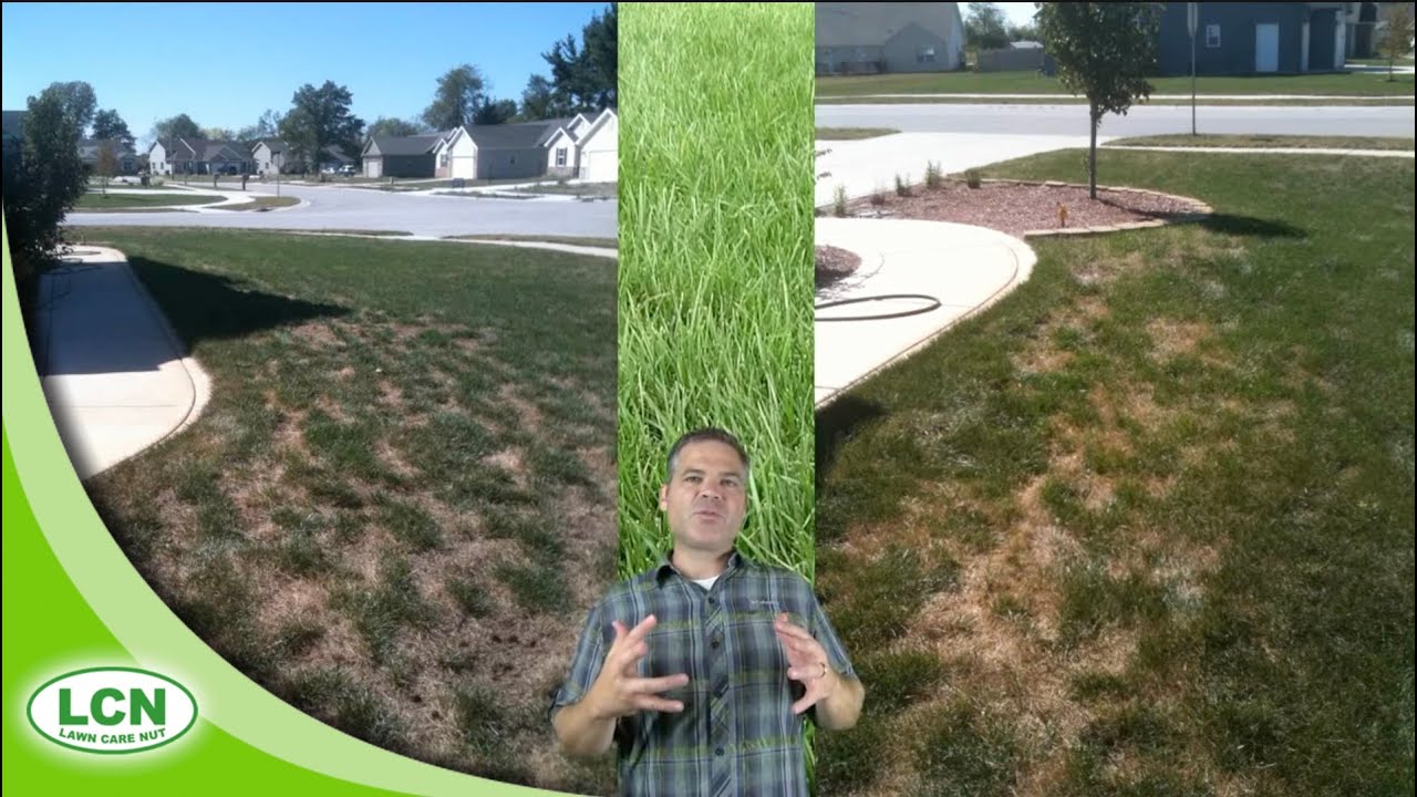 Sod Webworm are BAD This Year: Get Rid of Sod Webworm, Army Worm, Cut Worm