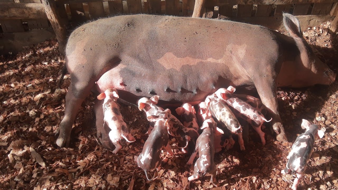 #01 PORCA DE PRIMEIRA CRIA 13 FILHOTES 🐖 MAIS DICAS