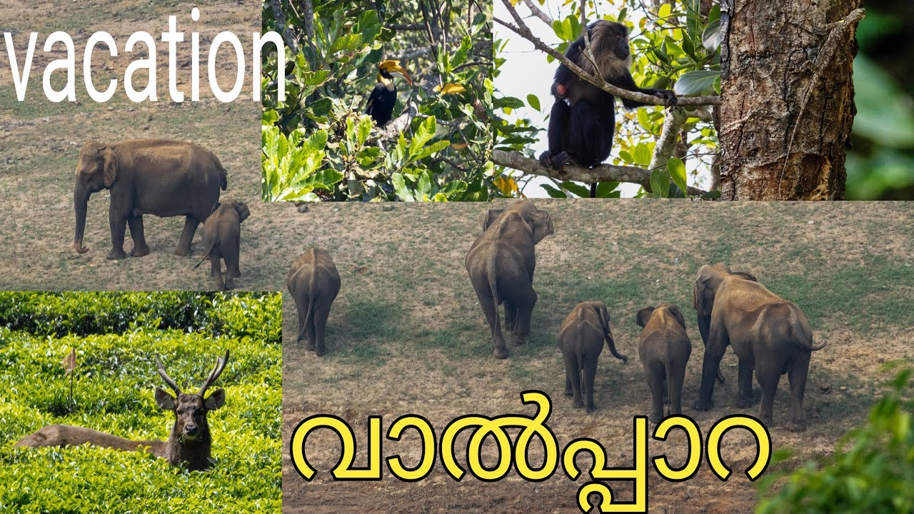 ഒരു ദിവസത്തെ vacation യാത്ര | അതിരപ്പിള്ളി വാഴച്ചാൽ മലക്കപ്പാറ വഴി വാൽപ്പാറ | ആനകളെ കണ്ടു യാത്ര 4K