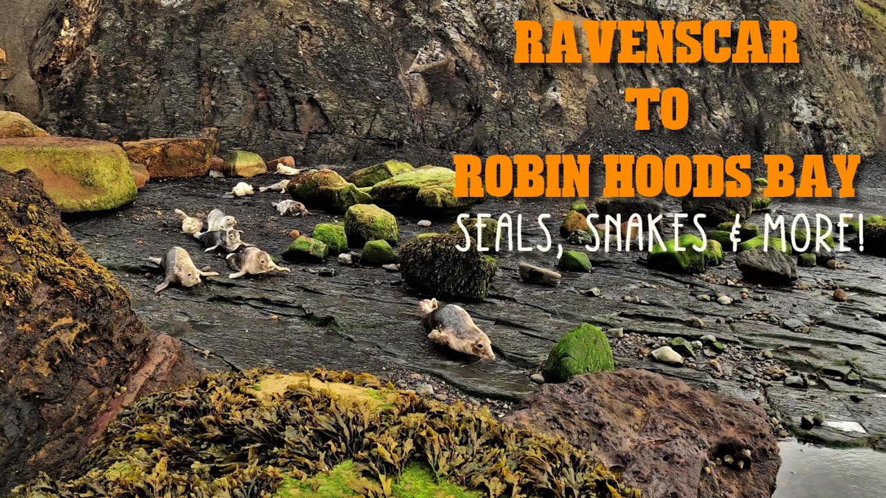 Ravenscar to Robin Hoods Bay - Snakes, Seals & More