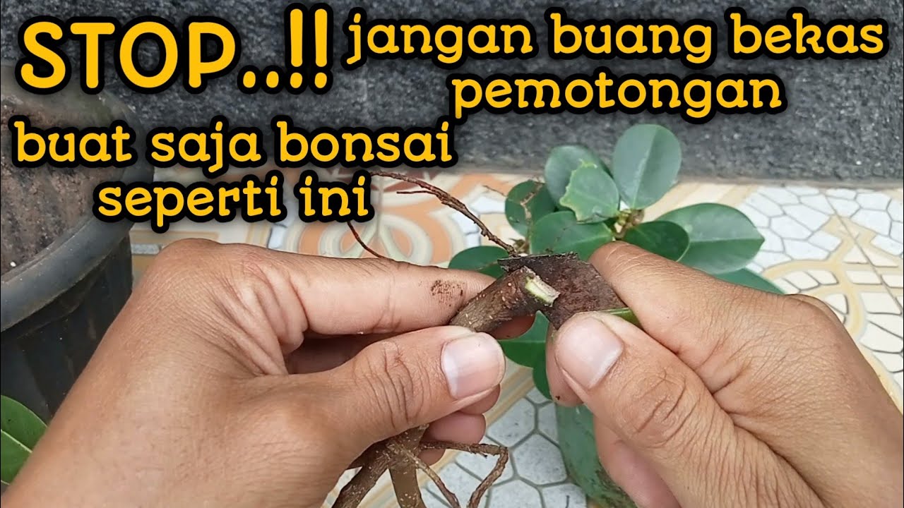 cara membuat bonsai beringin dolar dari stek video 11