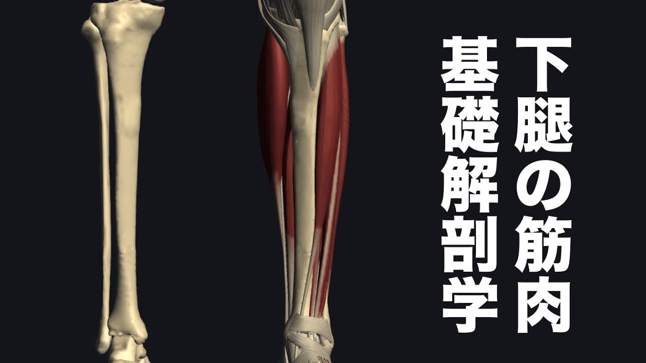 下腿の筋肉の基礎解剖学を解説してみた