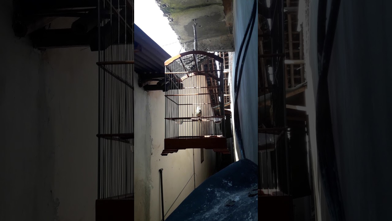 Burung Cucak Rawis