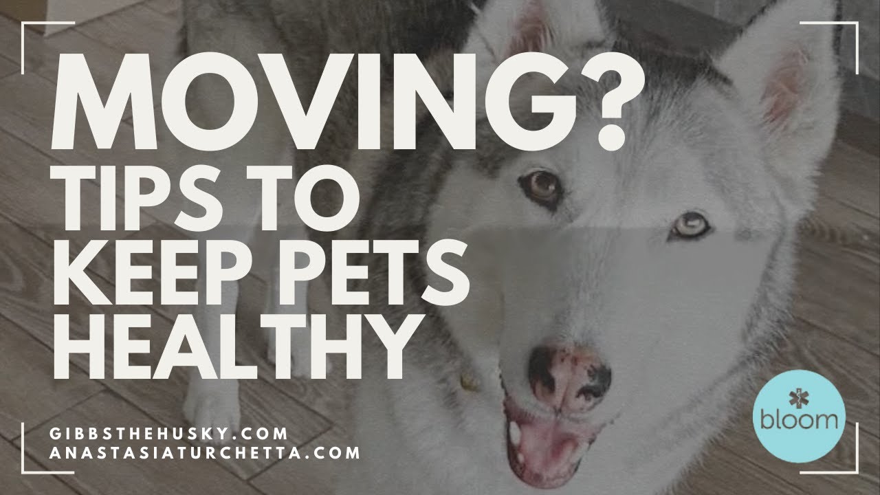 Moving? How to Help Pets Adjust to a New Home