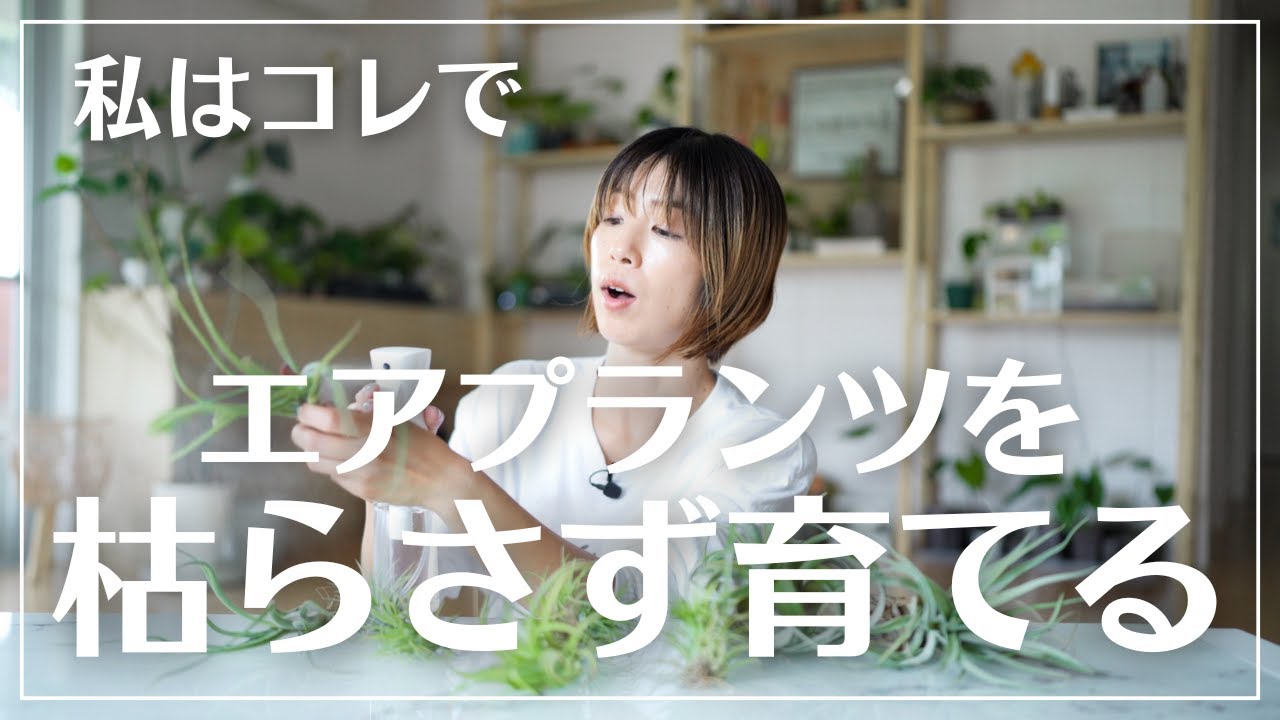 【エアプランツ枯らしてませんか？】基礎から学べるエアプランツ育成講座