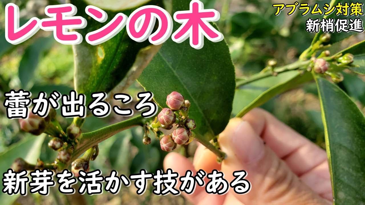 レモン、みかんの春の様子とアブラムシ対策