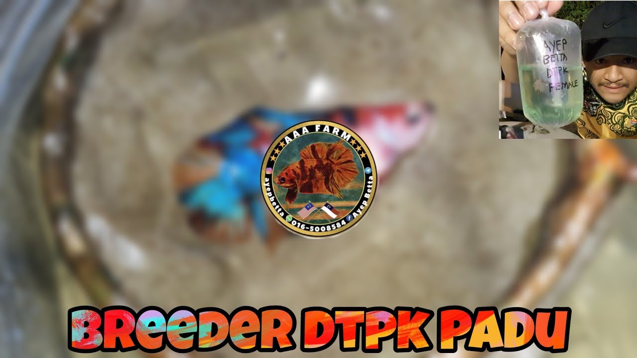 BELI SEPASANG DTPK AOC READY BREED? FEMALE DIA SUMPAH PADUU