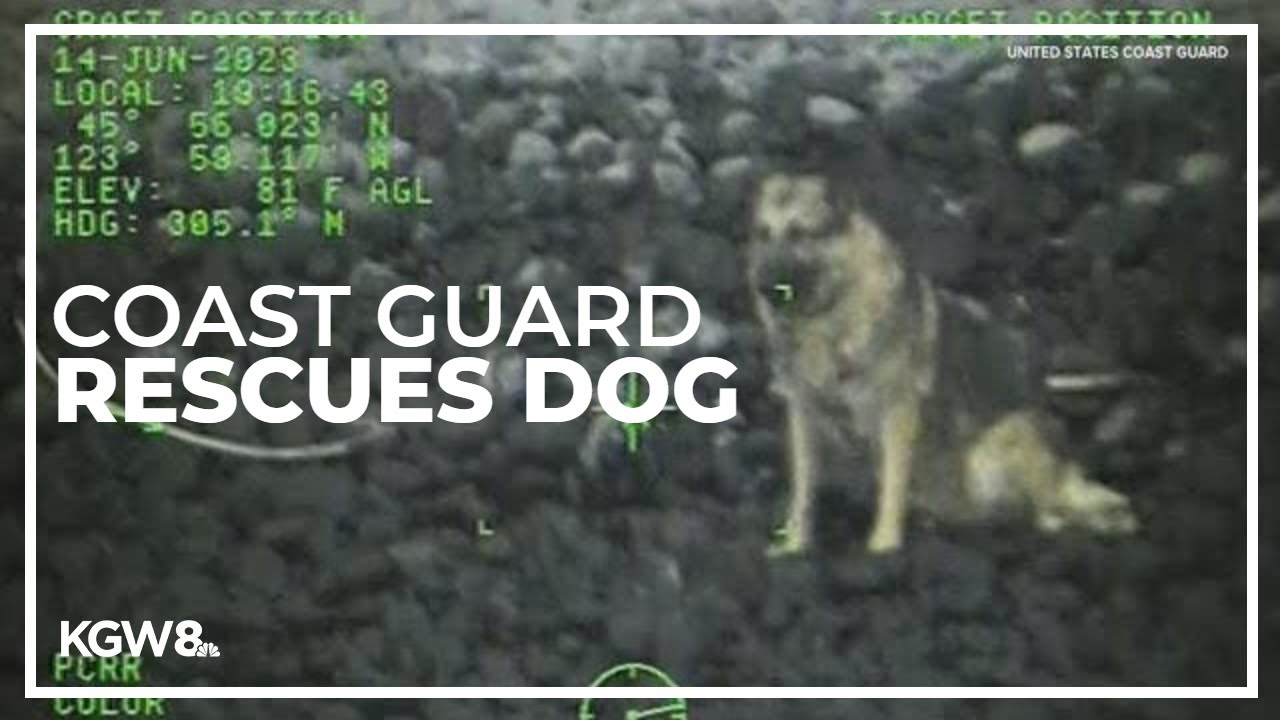 Dog rescued by Coast Guard after falling down Oregon coast cliff | Raw video