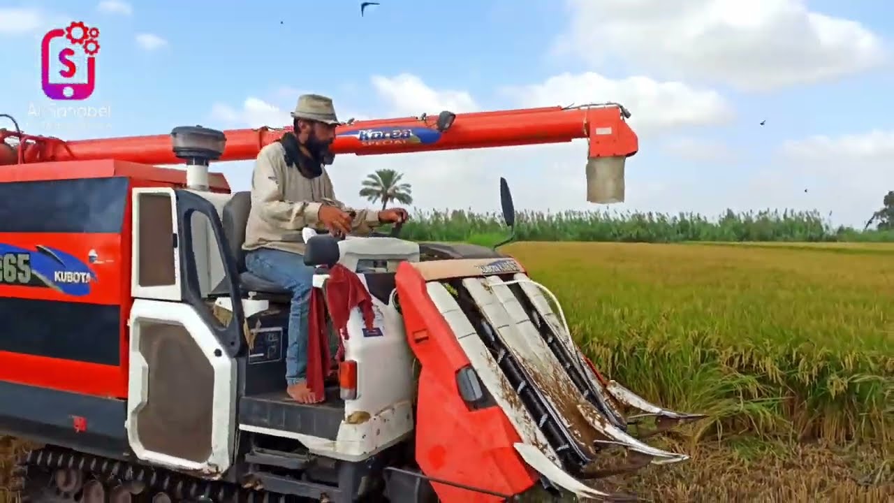 تعرف على طريقة حصاد الارز  بالآلات الحديثة | ماكينة حصاد الارز | كومباين حصاد الارز 