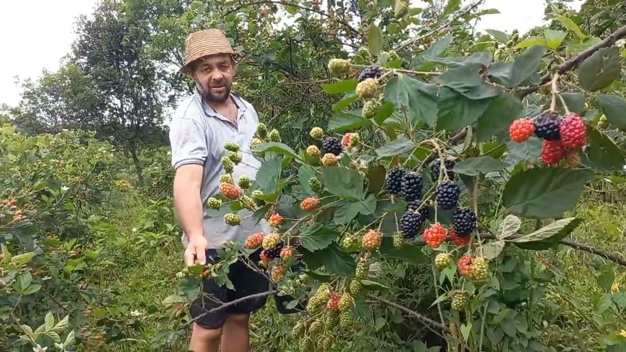 NOSSA PRIMEIRA COLHEITA DA SAFRA