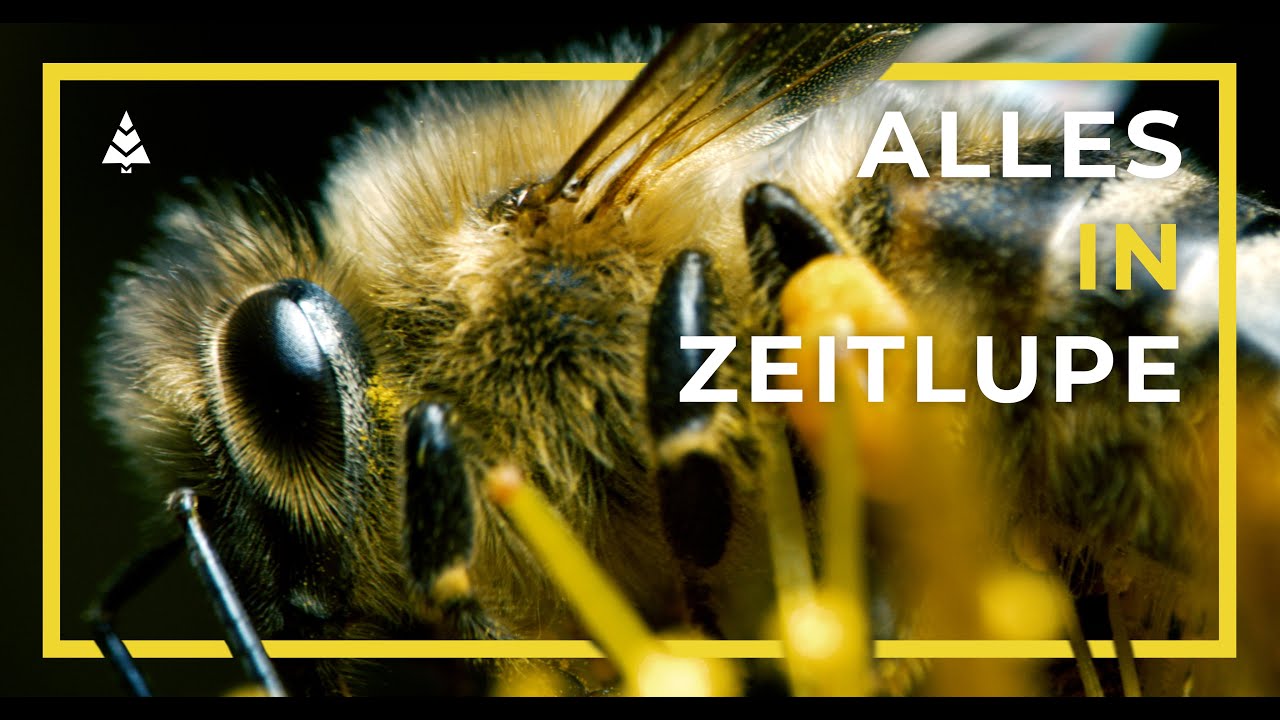 ALLES IN ZEITLUPE - tauche ein in die verlangsamte Welt der Insekten
