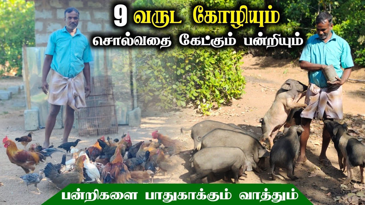 🐓நாட்டு கோழியோடு 🐖நாட்டு பன்றி வளர்ப்பு! 🦆வாத்து 🕊️புறா...