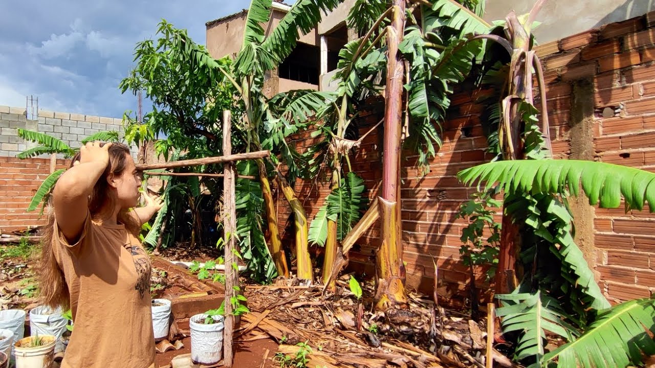 Tragédia na plantação de bananas 