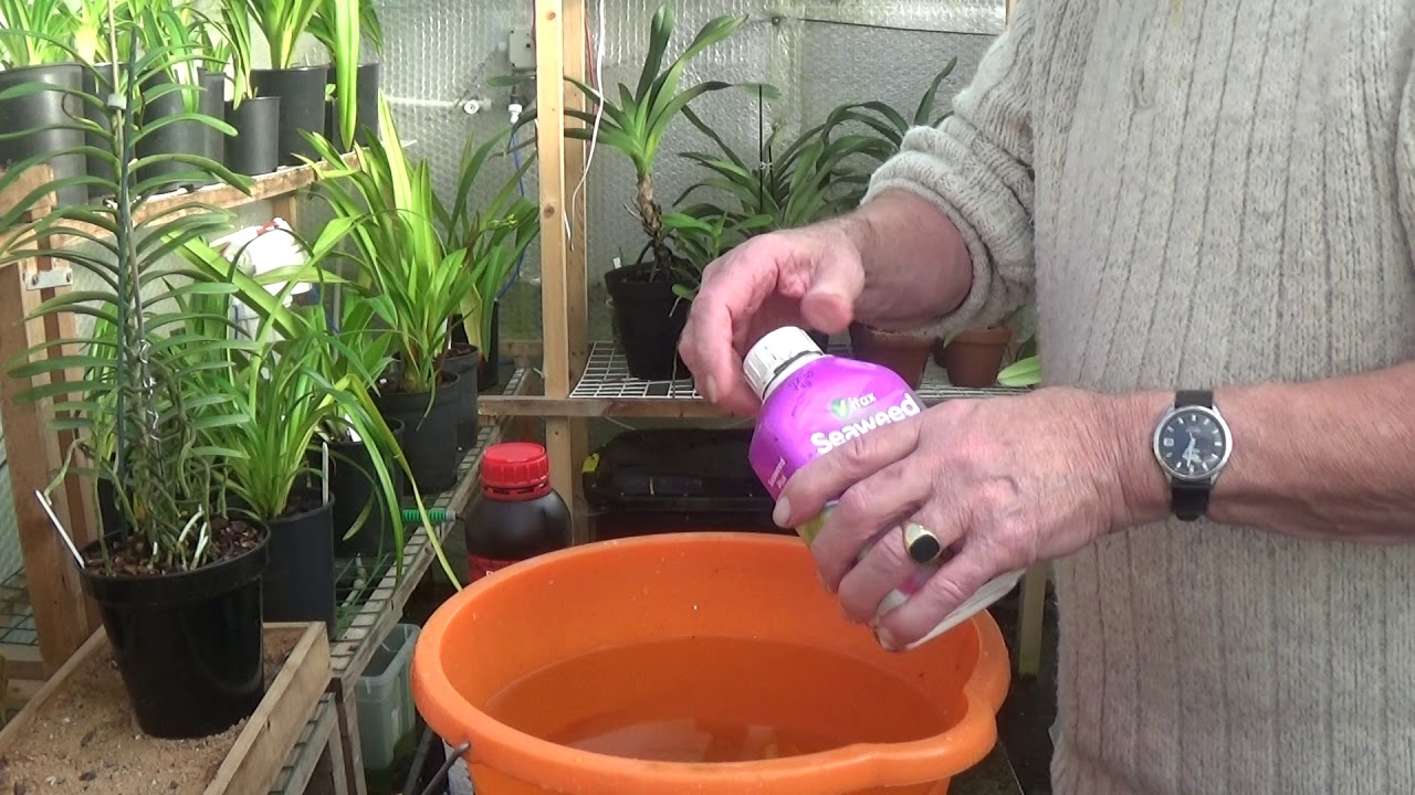 A quick look at paphiopedilum feeding