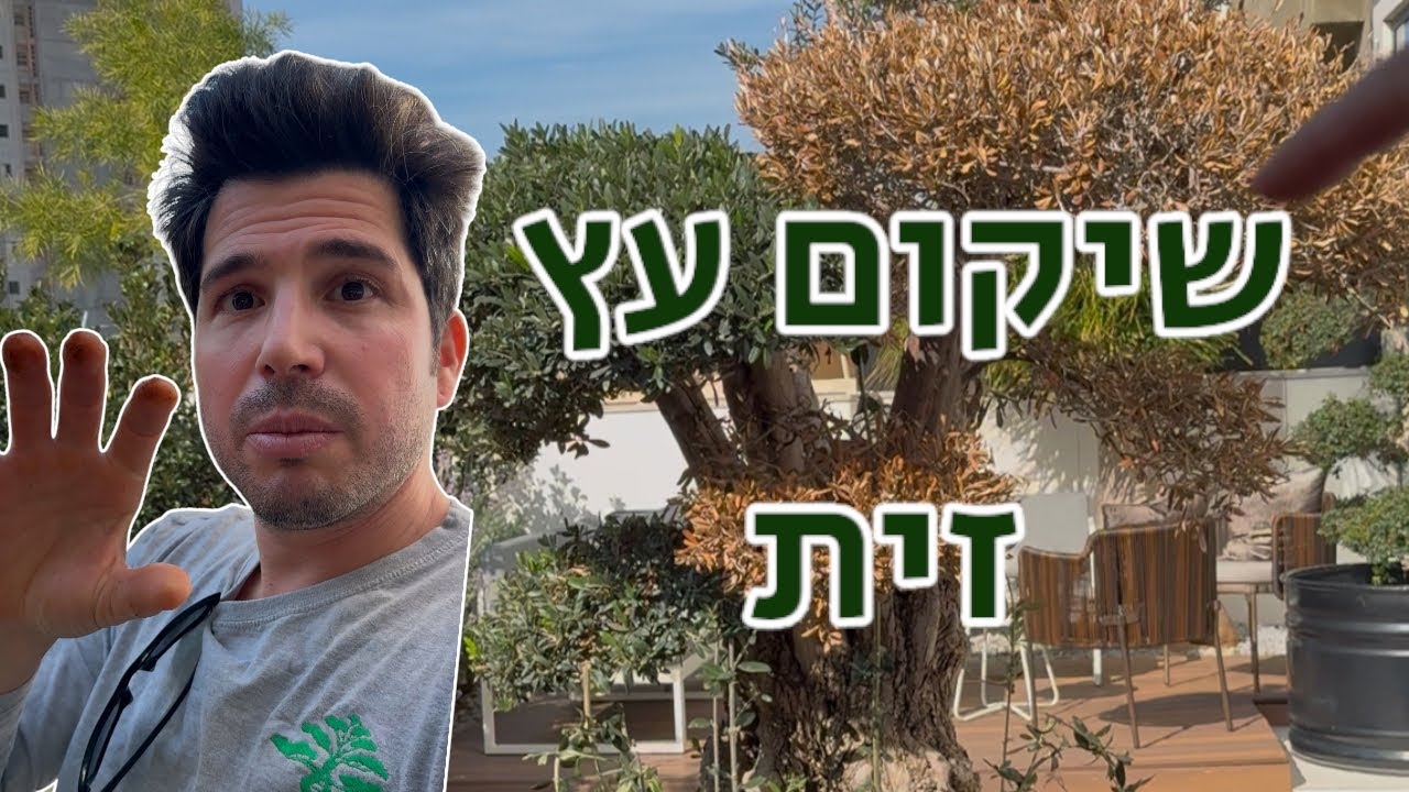 העץ שלך לא מה שהיה פעם? מה שצריך לדעת על שיקום עץ זית