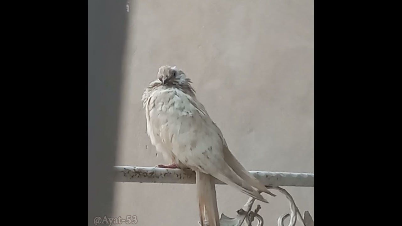A ruffled dove.