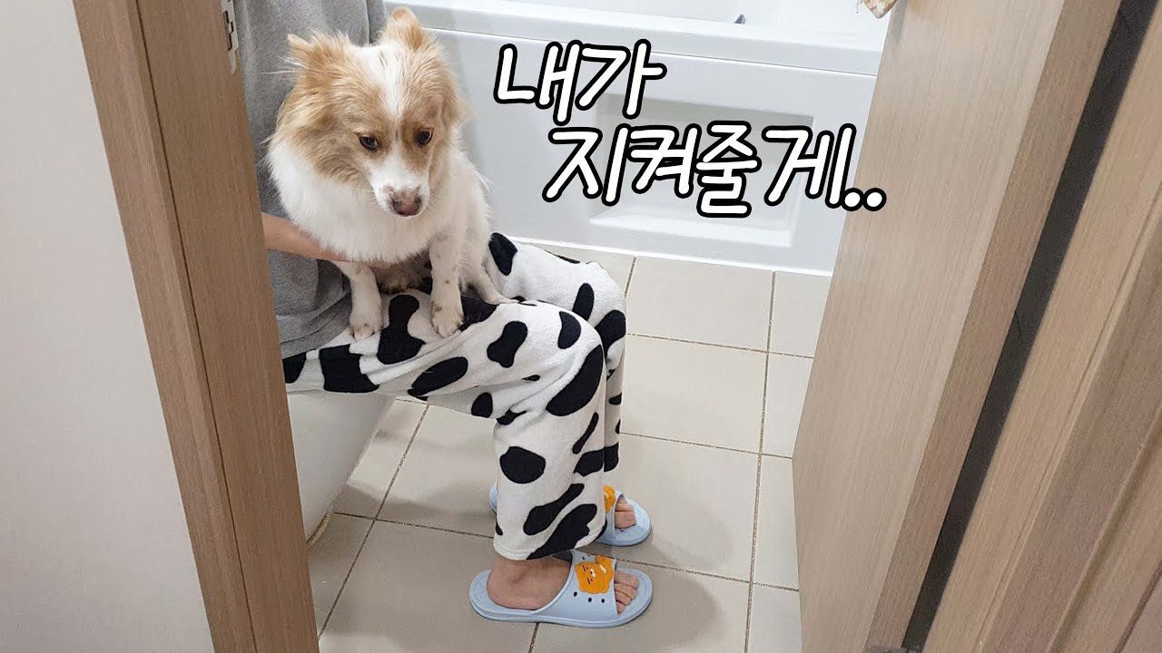 엄마가 화장실에서 넘어진 이후로 매일 따라와서 걱정해주는 강아지 ㅠㅠㅠ
