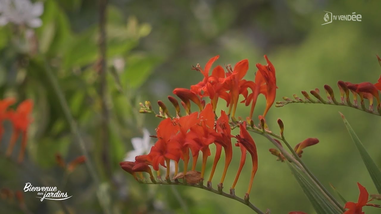 Bienvenue aux Jardins : Jardin botanique d'Alkinoos