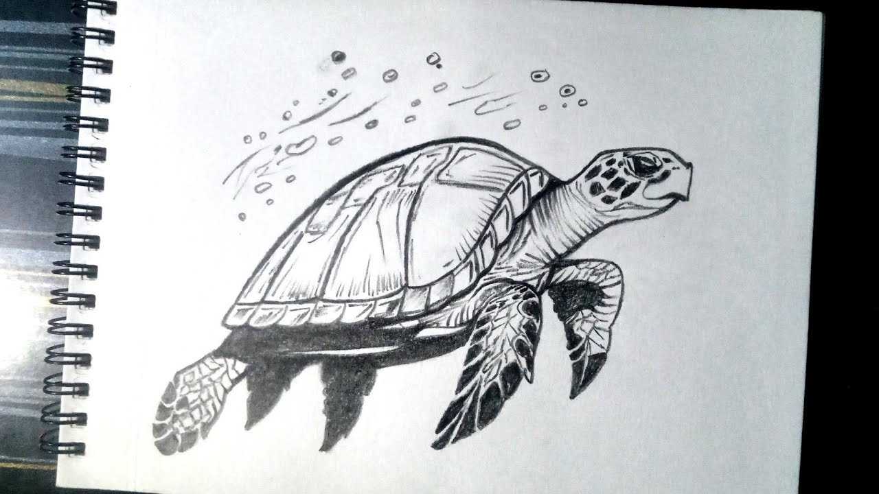 How to draw a sea turtle 🐢/pencil sketch Tutorial 