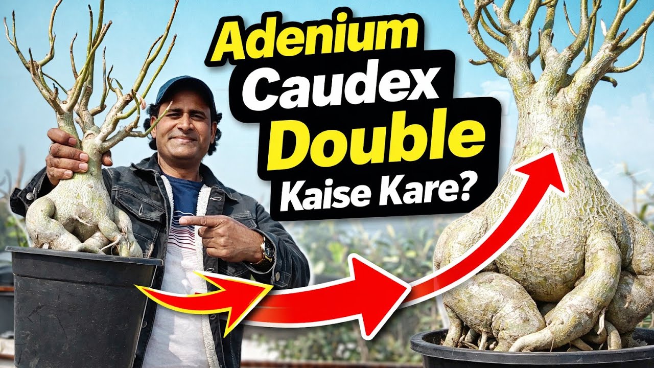 desert rose plant Ka Caudex Mota Aur Gol Kaise Karein 🤫 | 1 Secret Trick | Fast Result