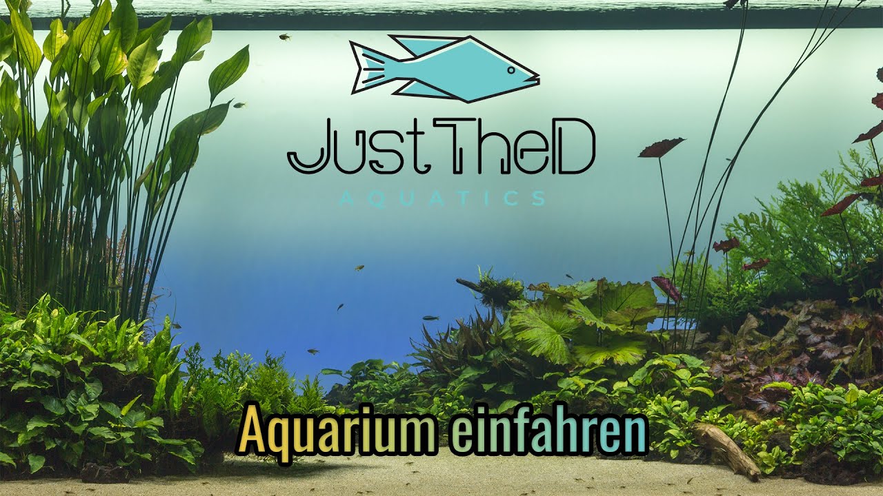 Aquarium Einfahren | Die Basics #Aquarium