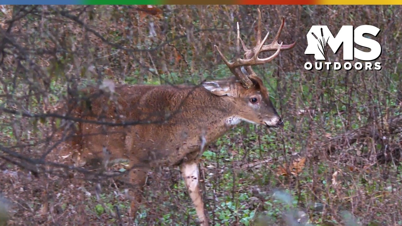Pre-Rut White-Tailed Deer Hunting with a Traditional Bow in Mississippi