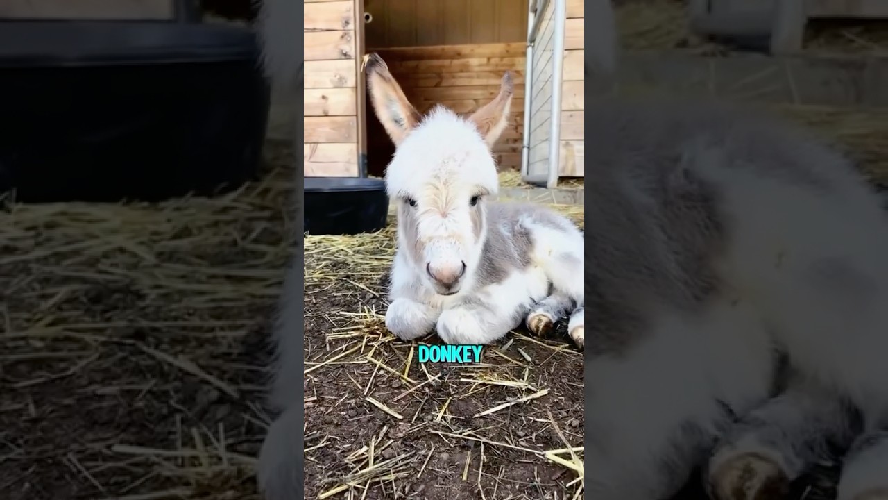 All about Miniature Donkeys