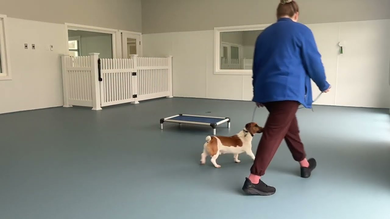 George- Working on leash walking, place, sit, down, off, look, and gentle