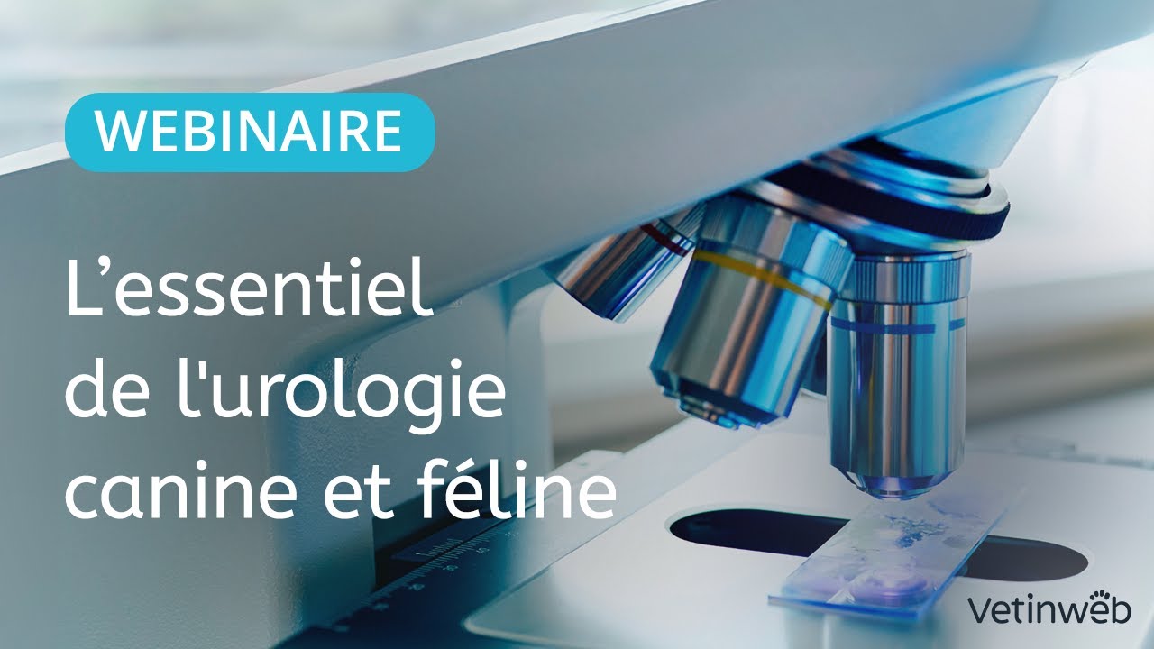L'essentiel de l'urologie canine et féline