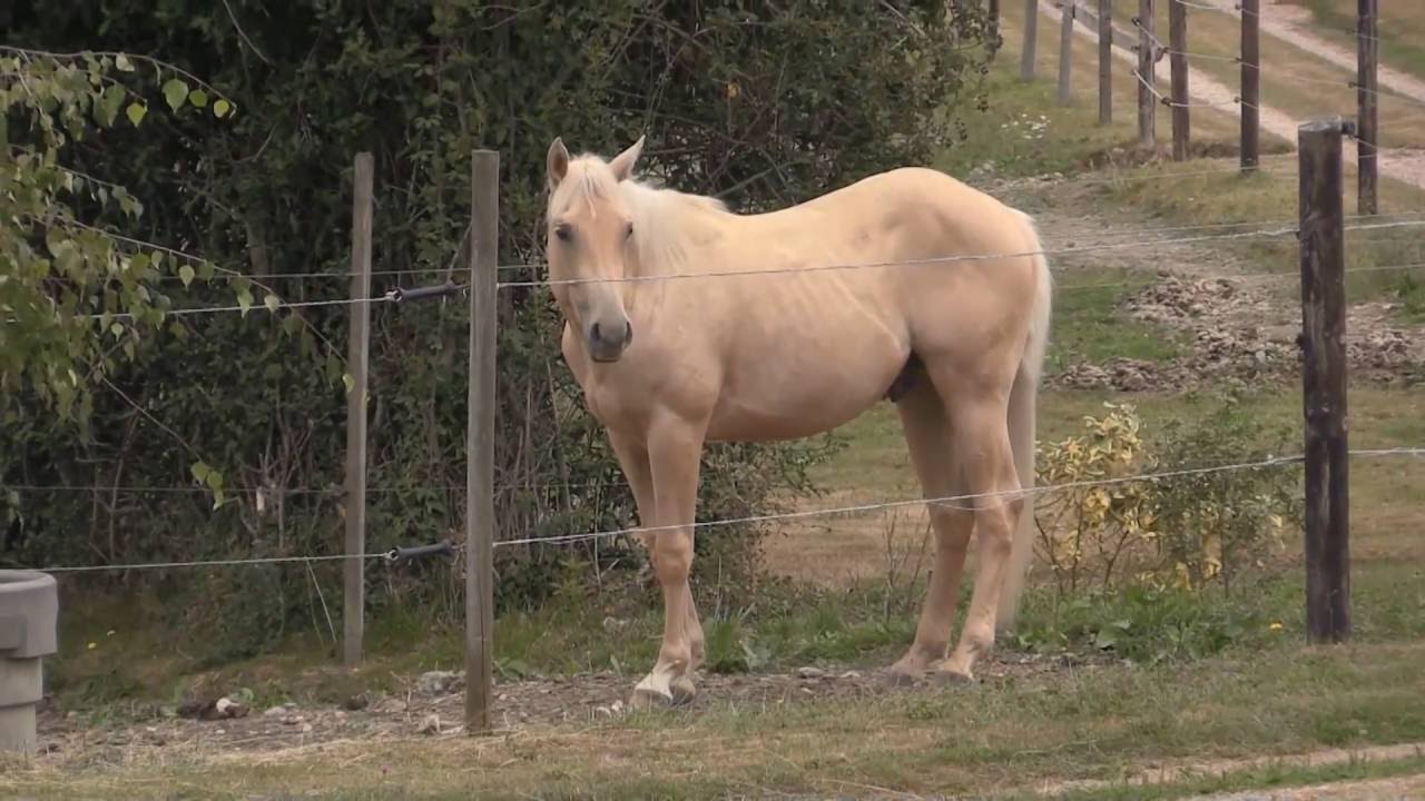 Quarter horse Eza Pep N Pocozip mâle né en juin 2015