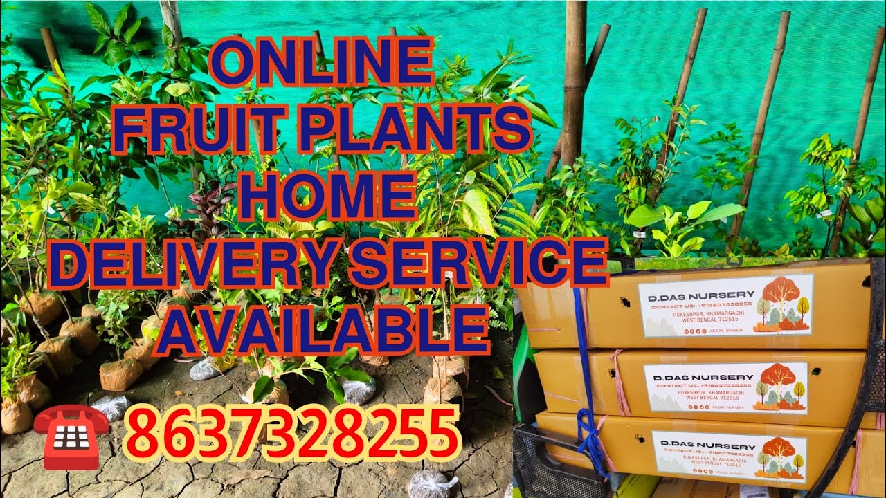 Online fruit plant Nursery all over India home delivery service available 